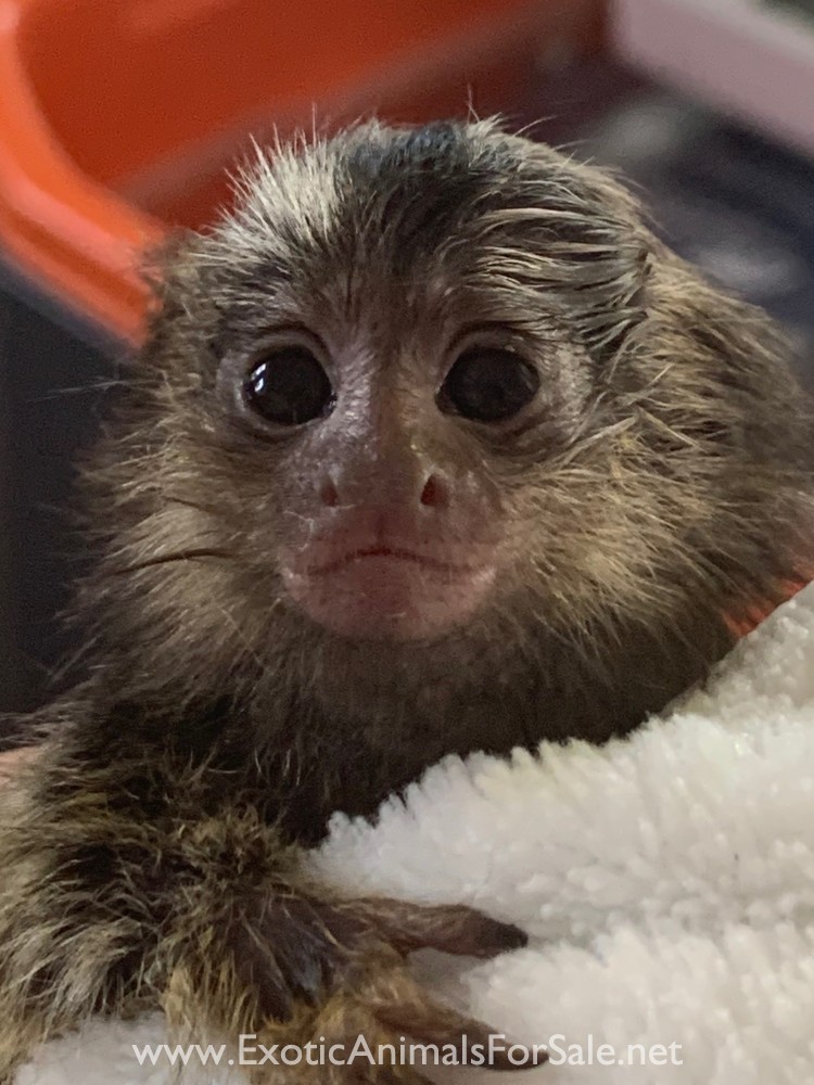 Marmosets for Sale