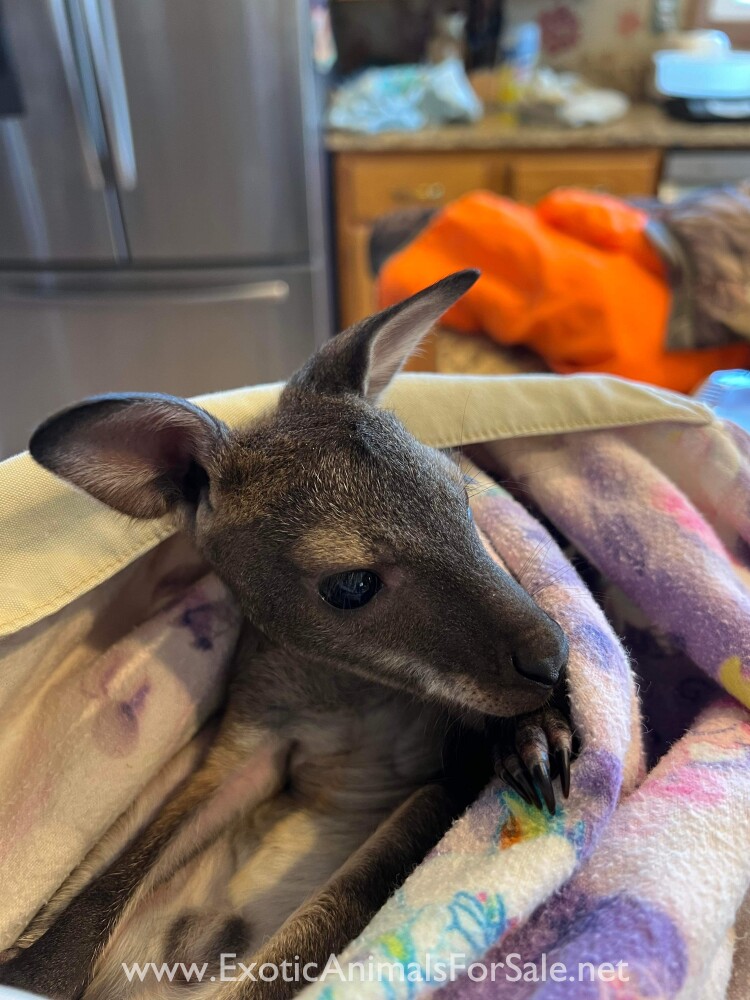 wallaby for Sale