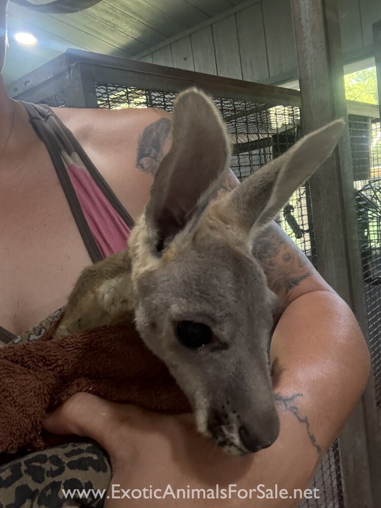 Male red kangaroo joeys for Sale