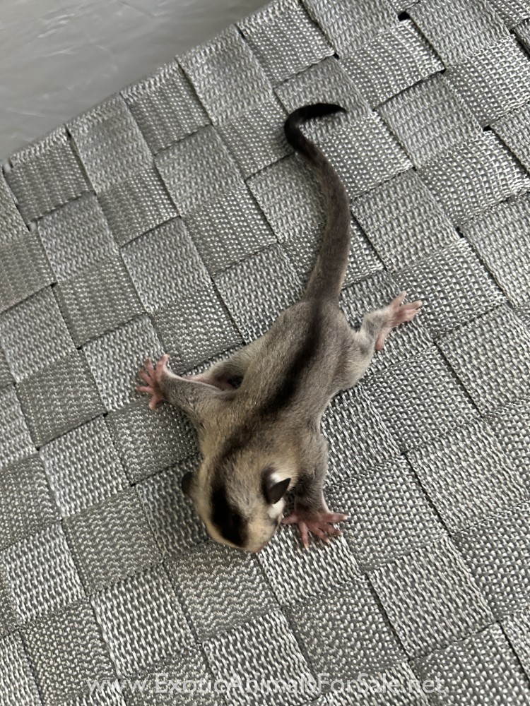 Sugar glider for Sale