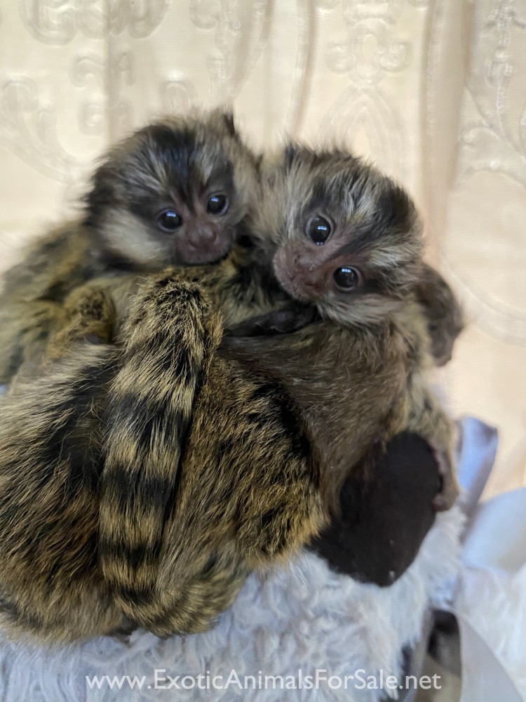 Marmosets Available TreeTop Exotics for Sale
