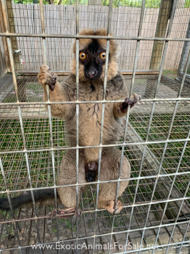 MALE BROWN LEMUR for Sale