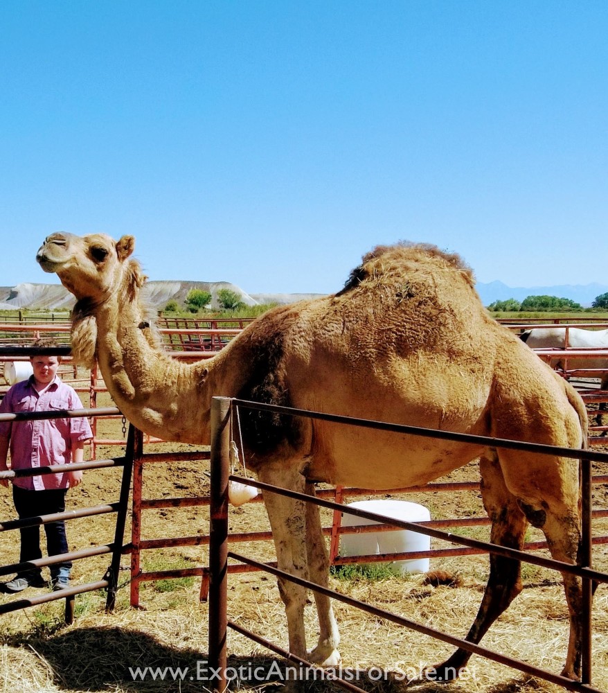 Very sweet female dromedary for Sale