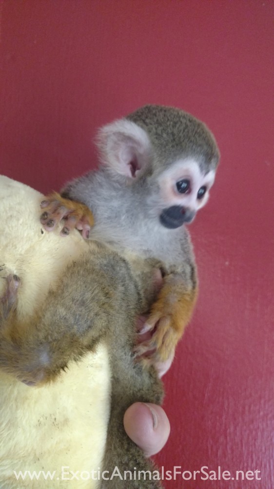 Baby squirrel monkey for Sale