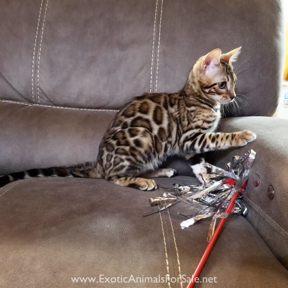 TICA registered bengal male kitten for Sale