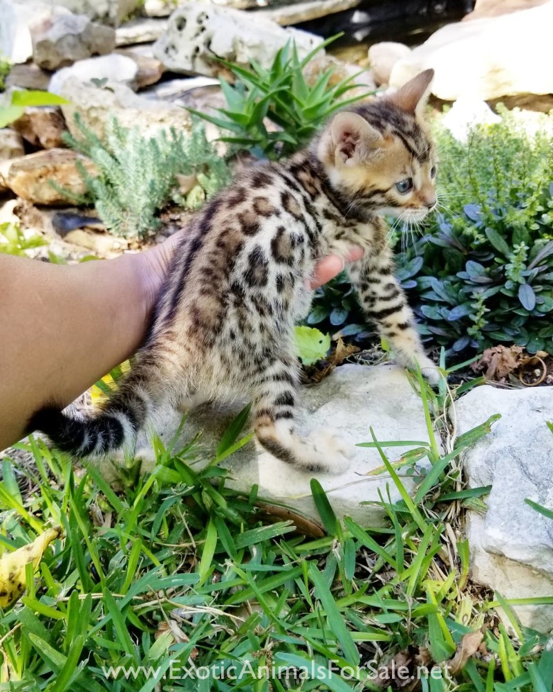 Cici bengal female kitten for Sale