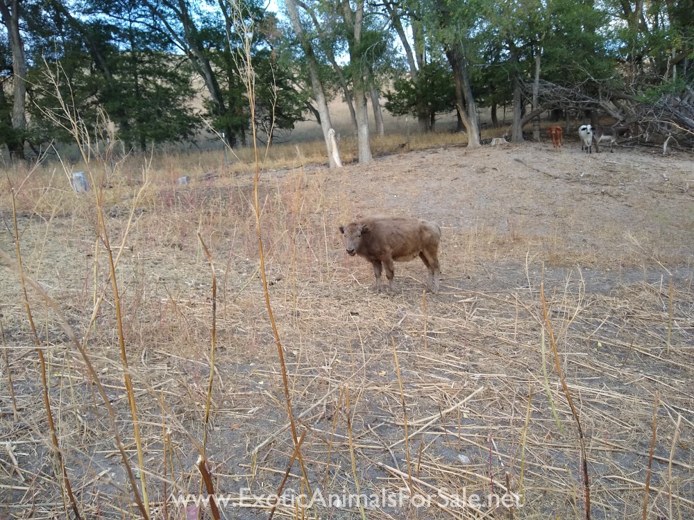 Bison calves for Sale