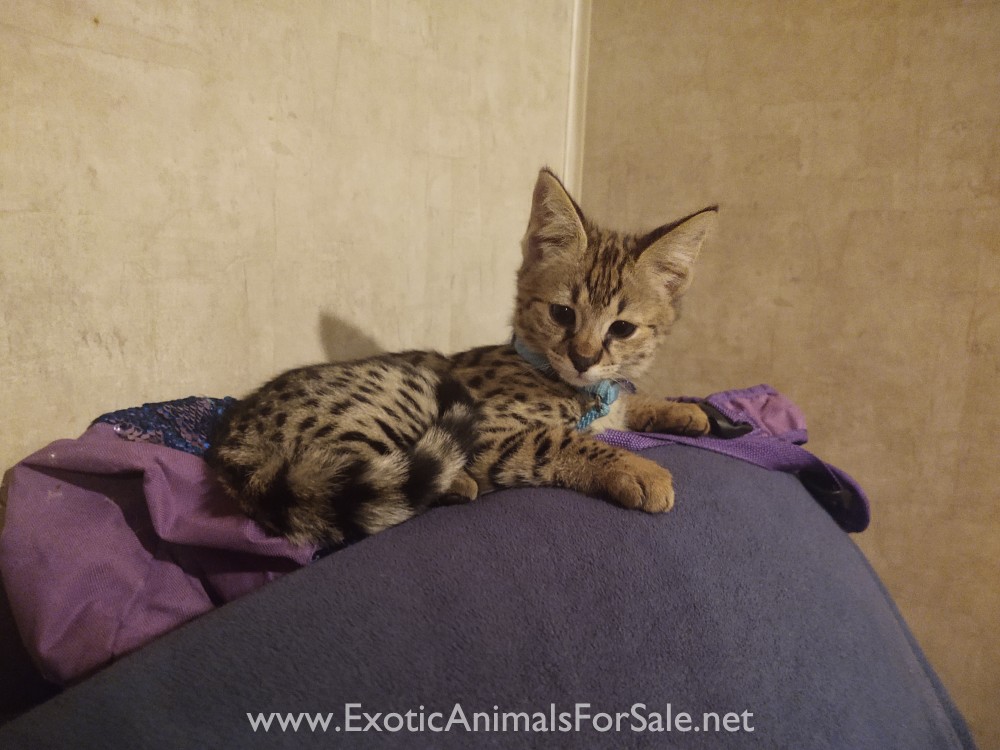 F1 Savannah Kittens for Sale