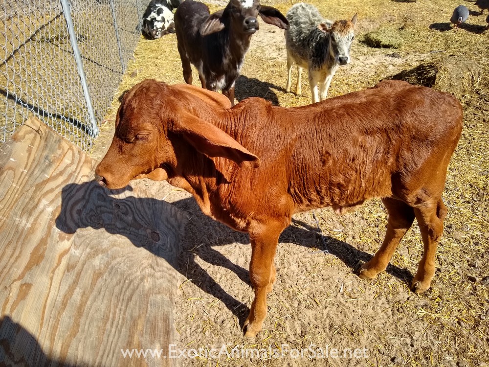 Indu brama calves for Sale