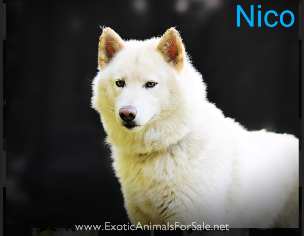 Wolf Dogs for Sale ( Howling Hickory Hollow ) for Sale