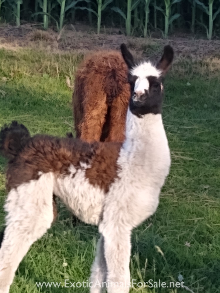 Baby Female llama for Sale
