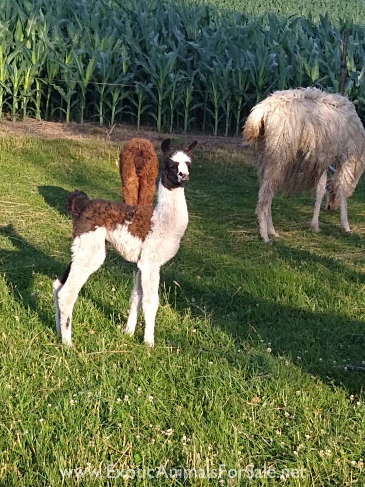 Baby Female llama for Sale
