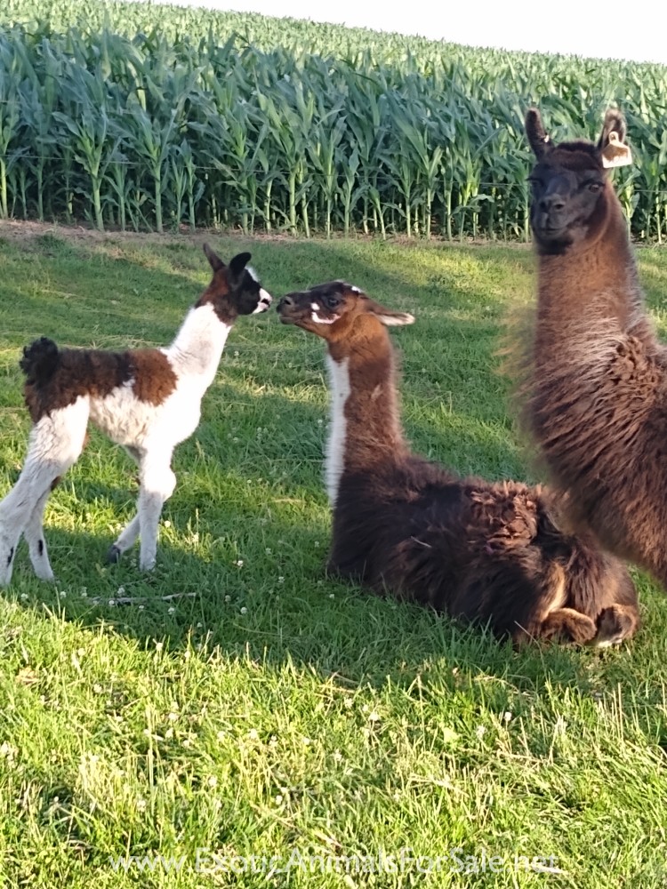 Baby Female llama for Sale