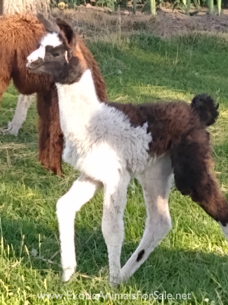Baby Female llama for Sale