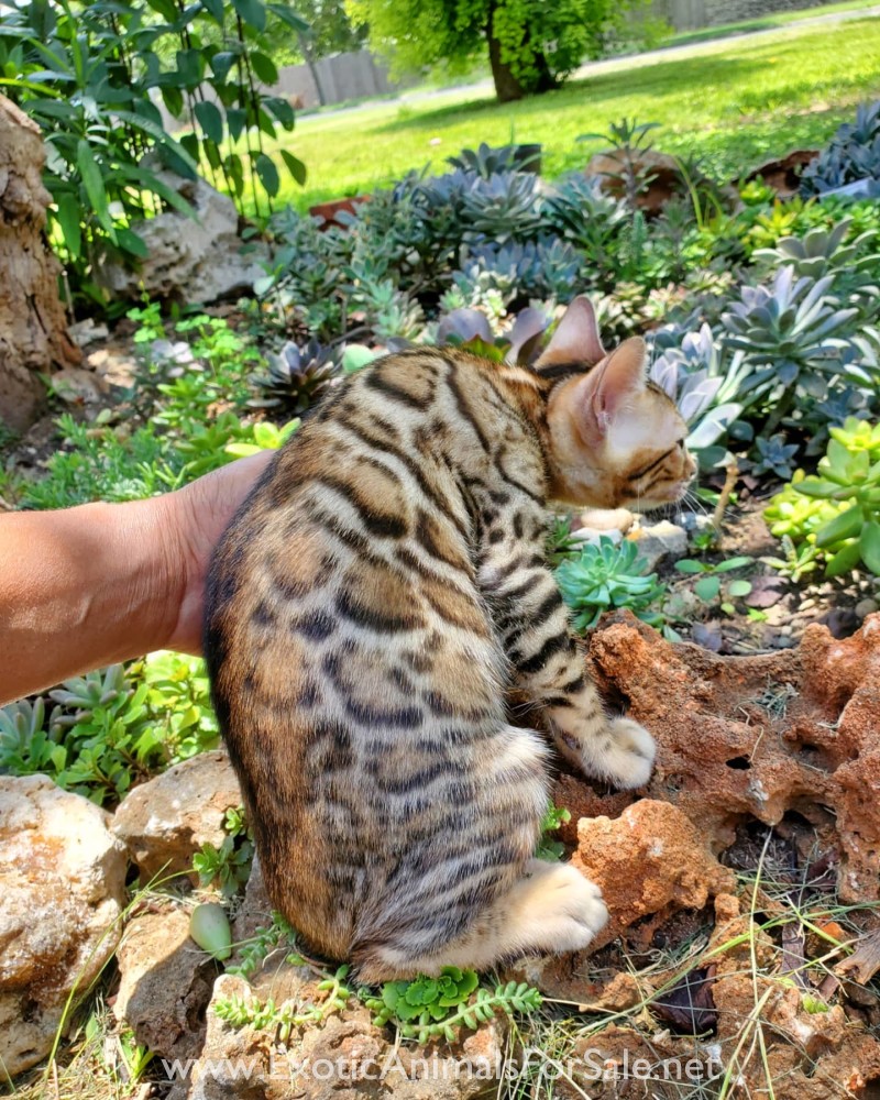 Shania female bengal kitten for Sale