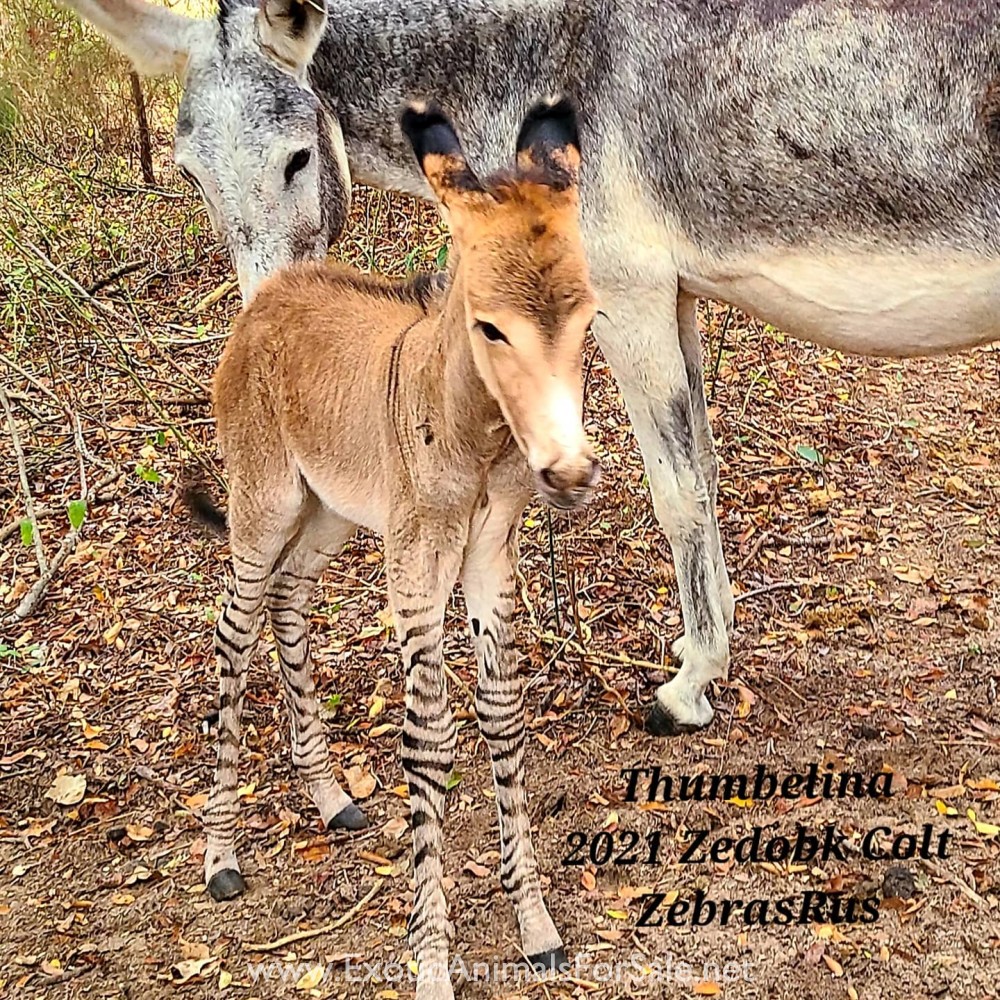 Zedonk Zonkey for Sale