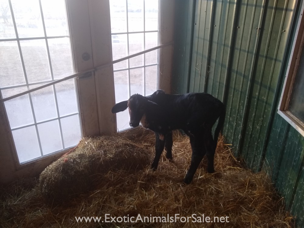 Indu bottle calves for Sale