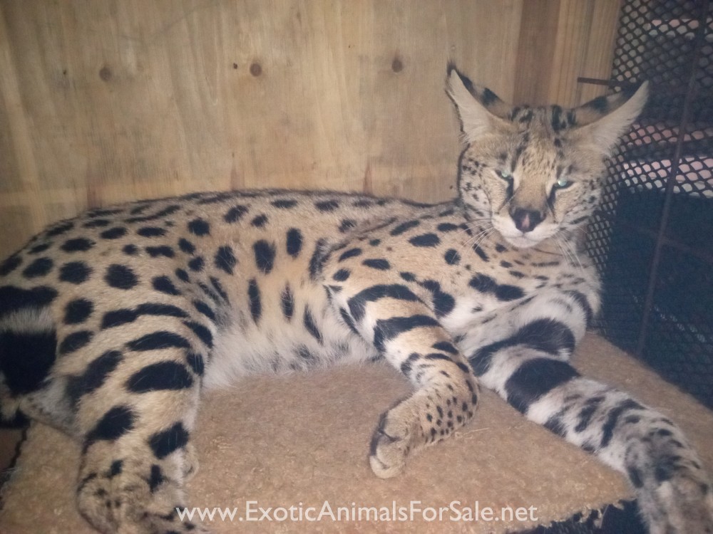 Serval pair for Sale