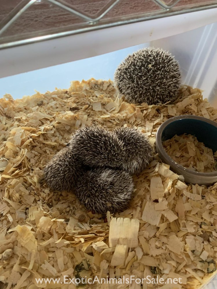 Baby hedgehogs cute adorable! for Sale