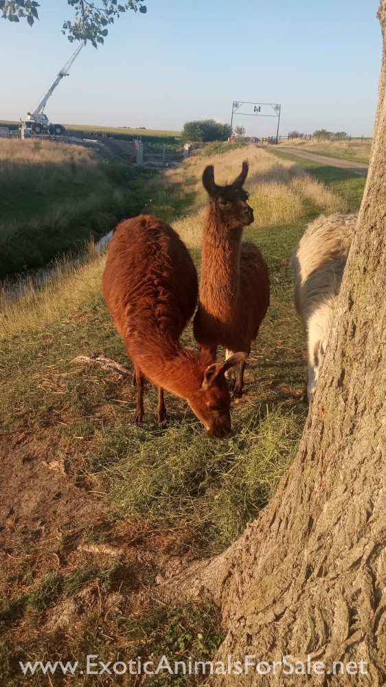 Female llama for Sale