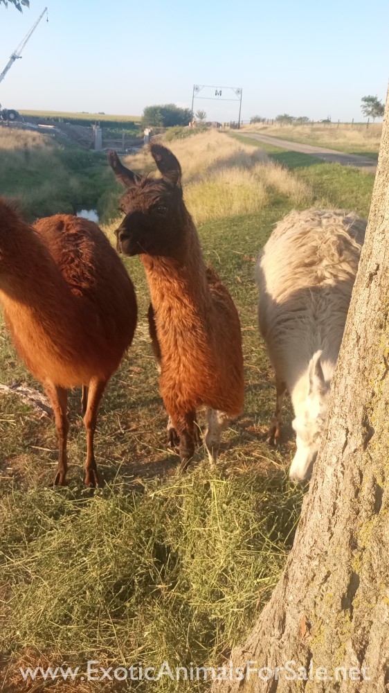 Female llama for Sale