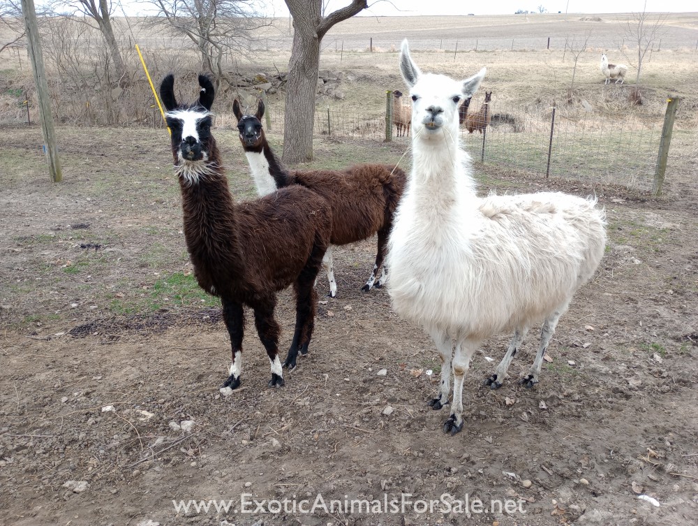 Llamas for Sale