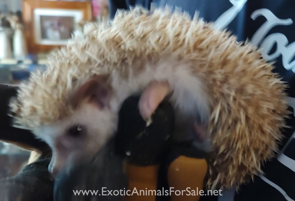 Hedgehog for Sale