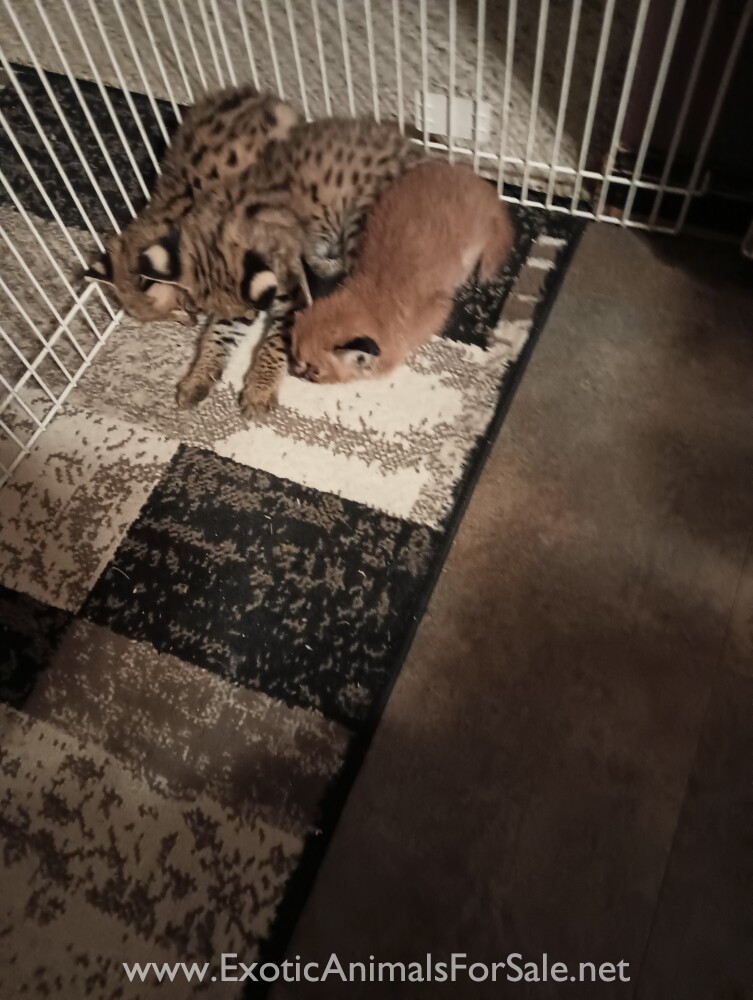 Serval Kittens for Sale
