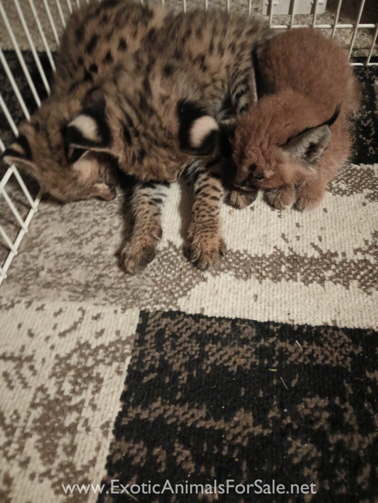 Serval Kittens for Sale