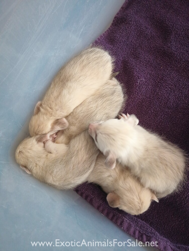 Fennec Fox Babies for Sale