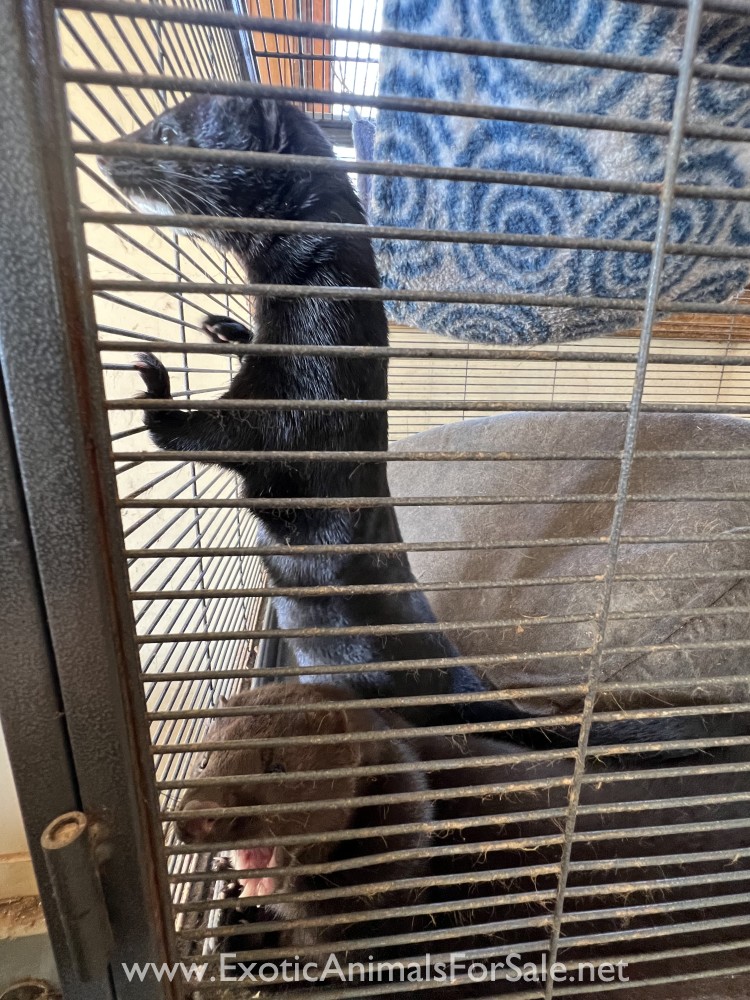 American Mink for Sale