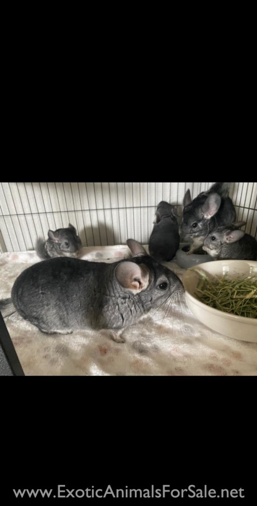 Chinchilla for Sale