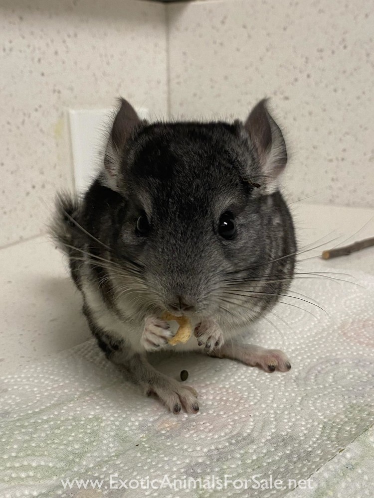 Chinchilla for Sale