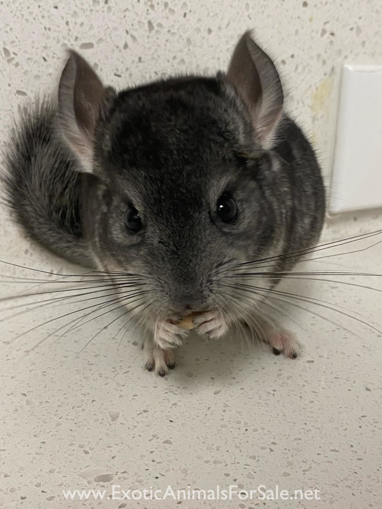 Chinchilla for Sale