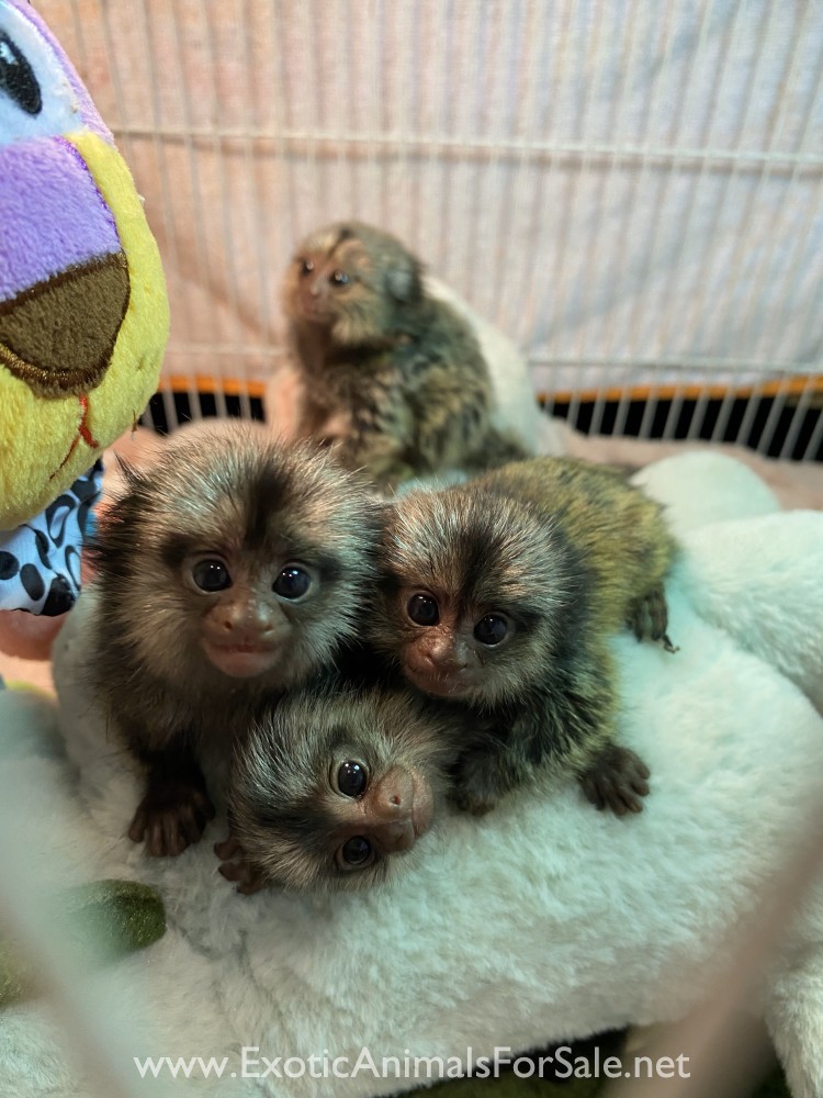 Marmosets Available TreeTop Exotics for Sale
