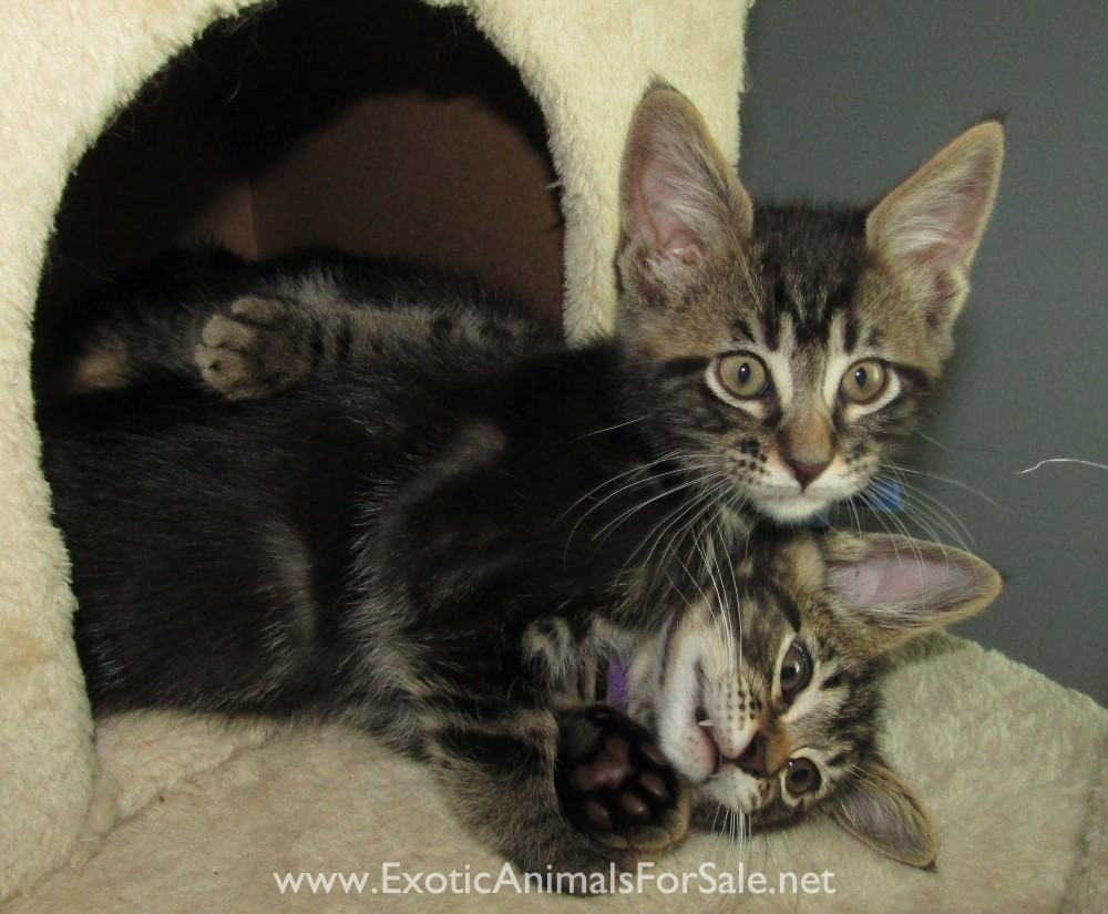 F7 TICA Registered Savannah x Maine Coon for Sale