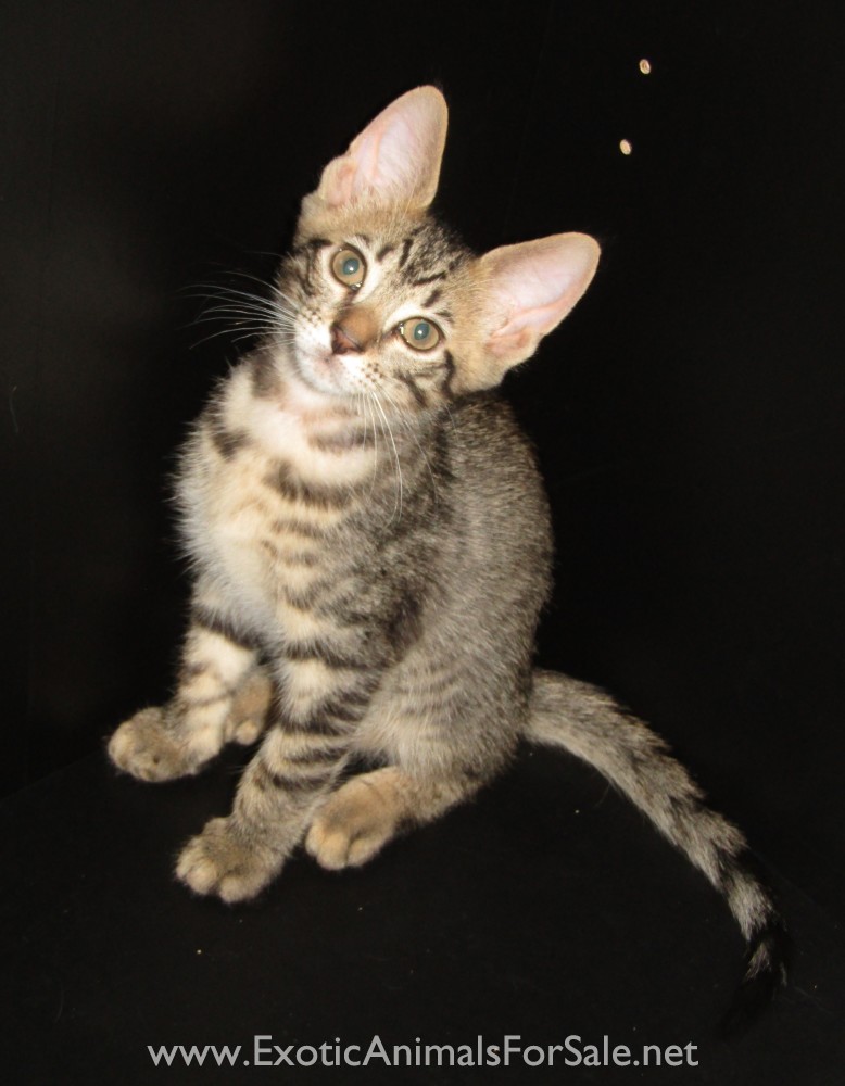 Savannah x Maine Coon Kittens for Sale