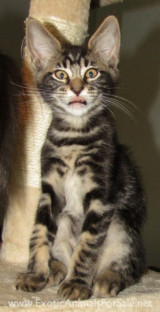 Savannah x Maine Coon Kittens for Sale