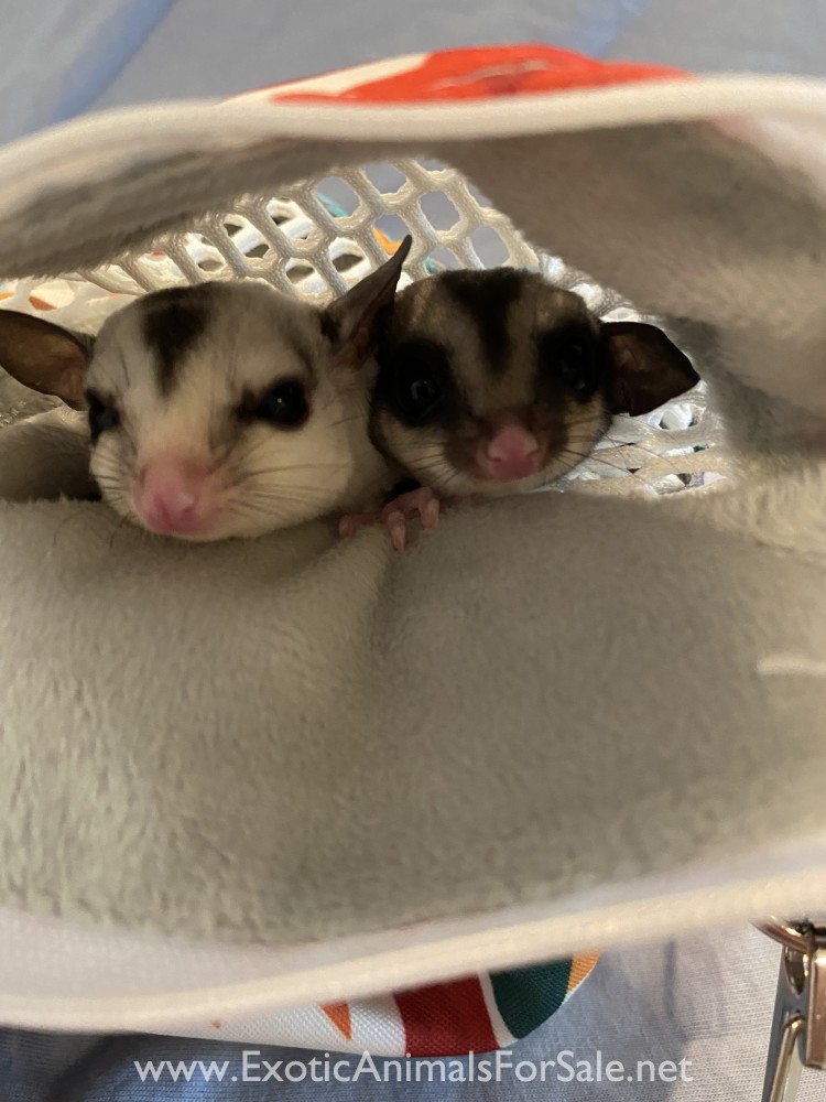 2 female sugar gliders for Sale
