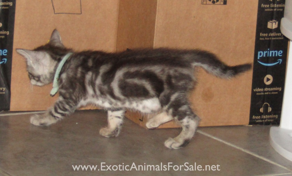 Savannah x Maine Coon kittens for Sale