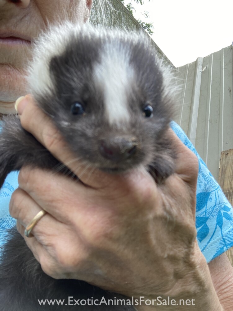 skunk-for-sale