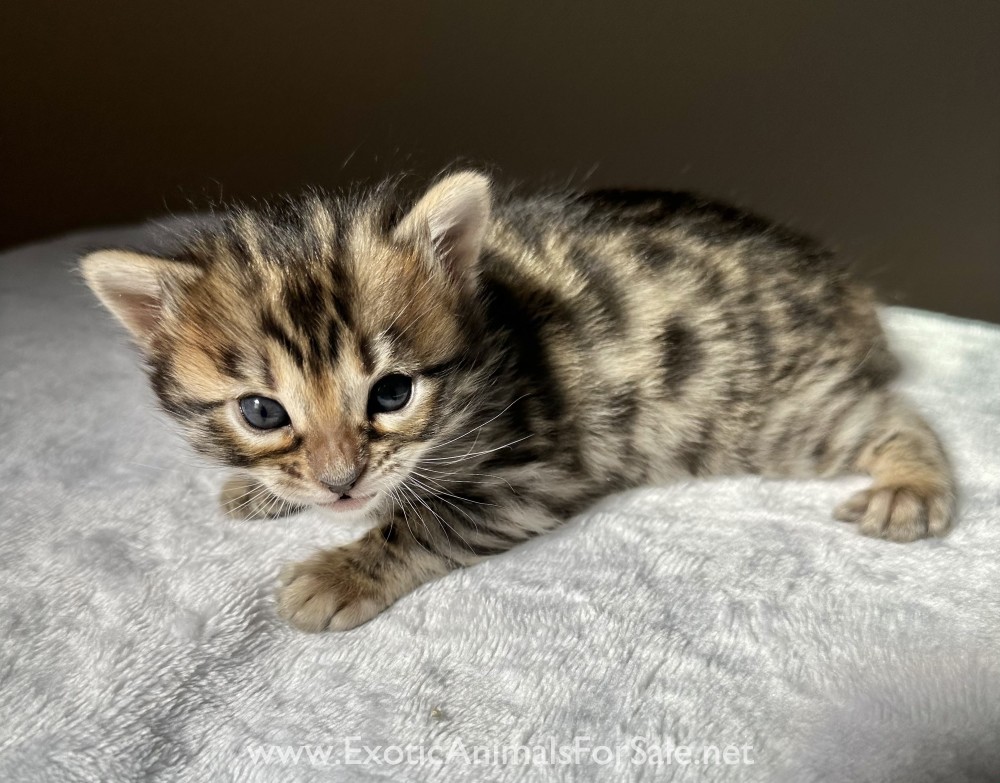 Golden Rosetted Cashmere Bengal Kittens born 8/19/23 for Sale