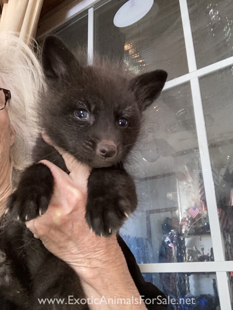 Cheapest Fox Fox Kit for Sale