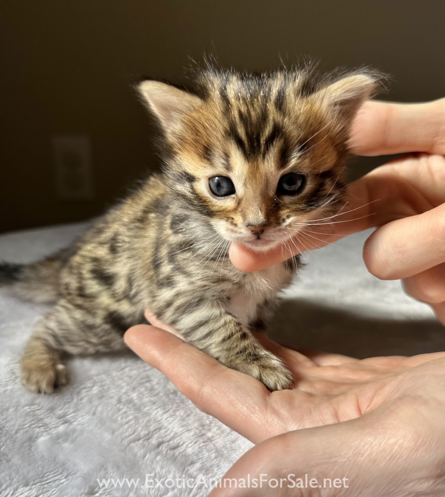 Golden Rosetted Cashmere Bengal Kittens born 8/19/23 for Sale