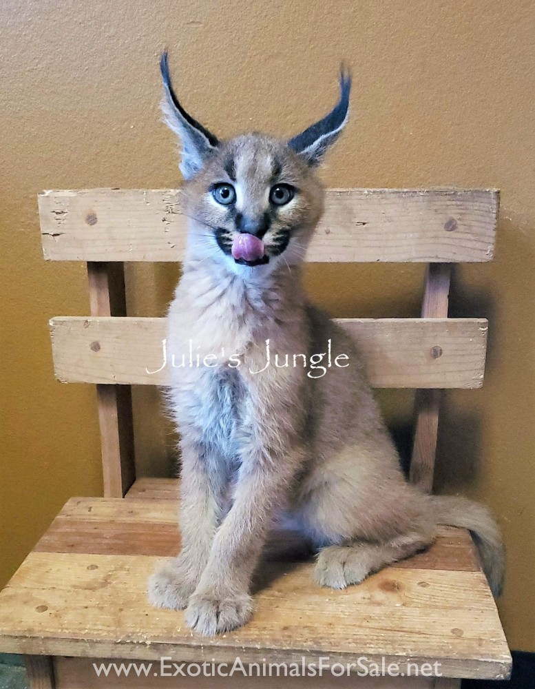 Reduced! Female caracal kitten for Sale