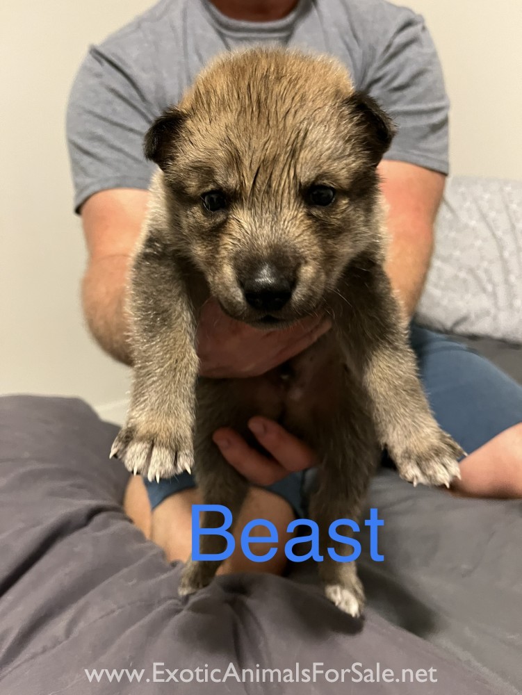 Mid content wolf hybrid for Sale