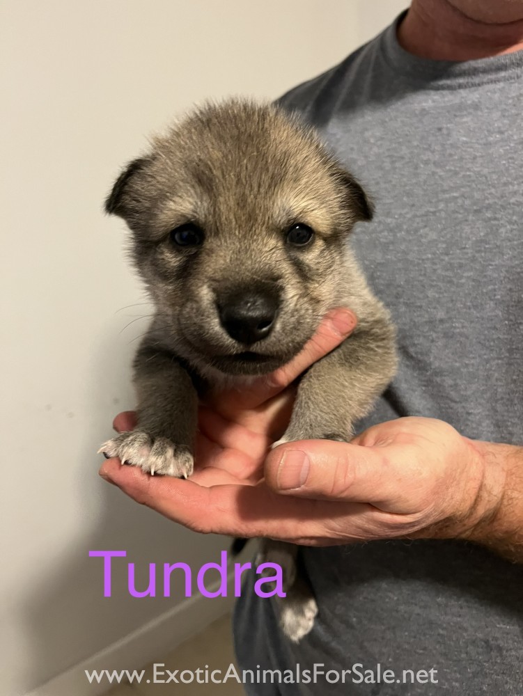 Mid content wolf hybrid for Sale