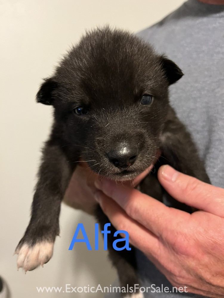 Mid content wolf hybrid for Sale