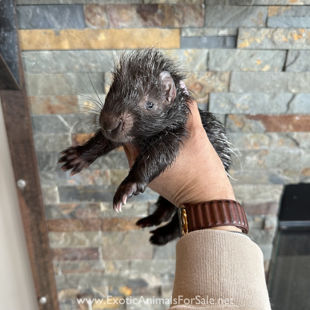 Bottle Baby African Crested Porcupine for Sale