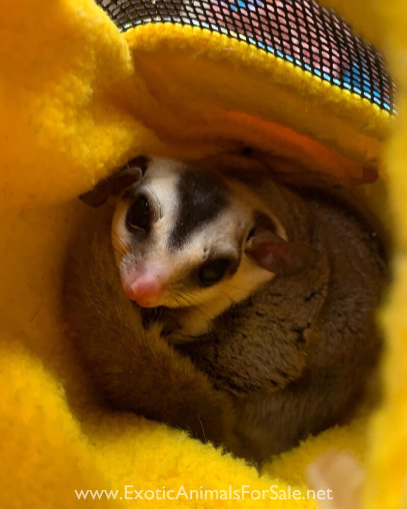 Sugar Gliders Available Now Babies, Breeding pairs, etc for Sale